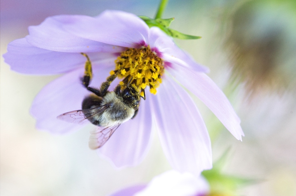 Virtuális tanösvény a méhek védelmében