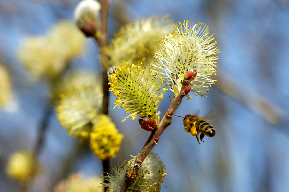 Az élet apró hírnökei – április 30. a méhek napja Magyarországon