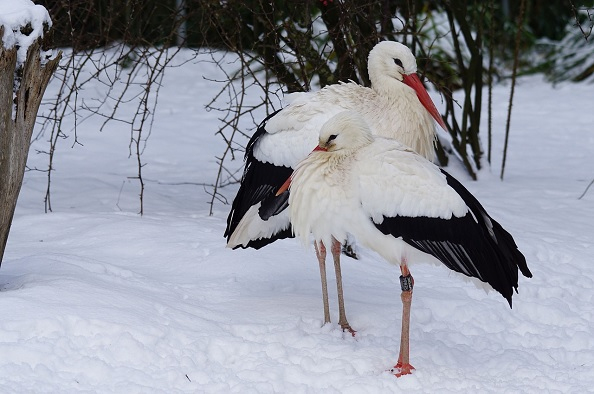 A nagy változás hírnökei – téli gólyák Magyarországon