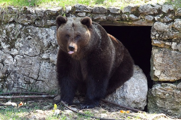 Medve-les: meglátja-e a medve az árnyékát?