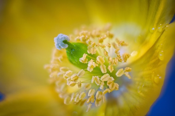 Pollenek árnyékában – figyeljünk oda a tavaszi allergiára!