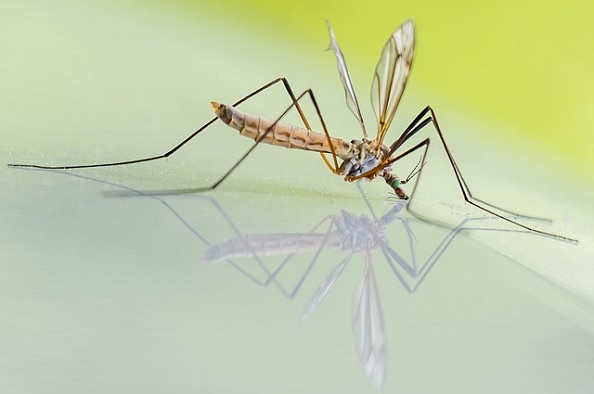 Kezeljük természetes módszerekkel a szúnyogcsípéseket!