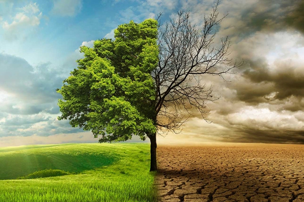 Változik az éghajlatunk – mi lesz az erdeinkkel?