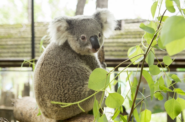 Sikeres erőfeszítések a koalák megmentéséért